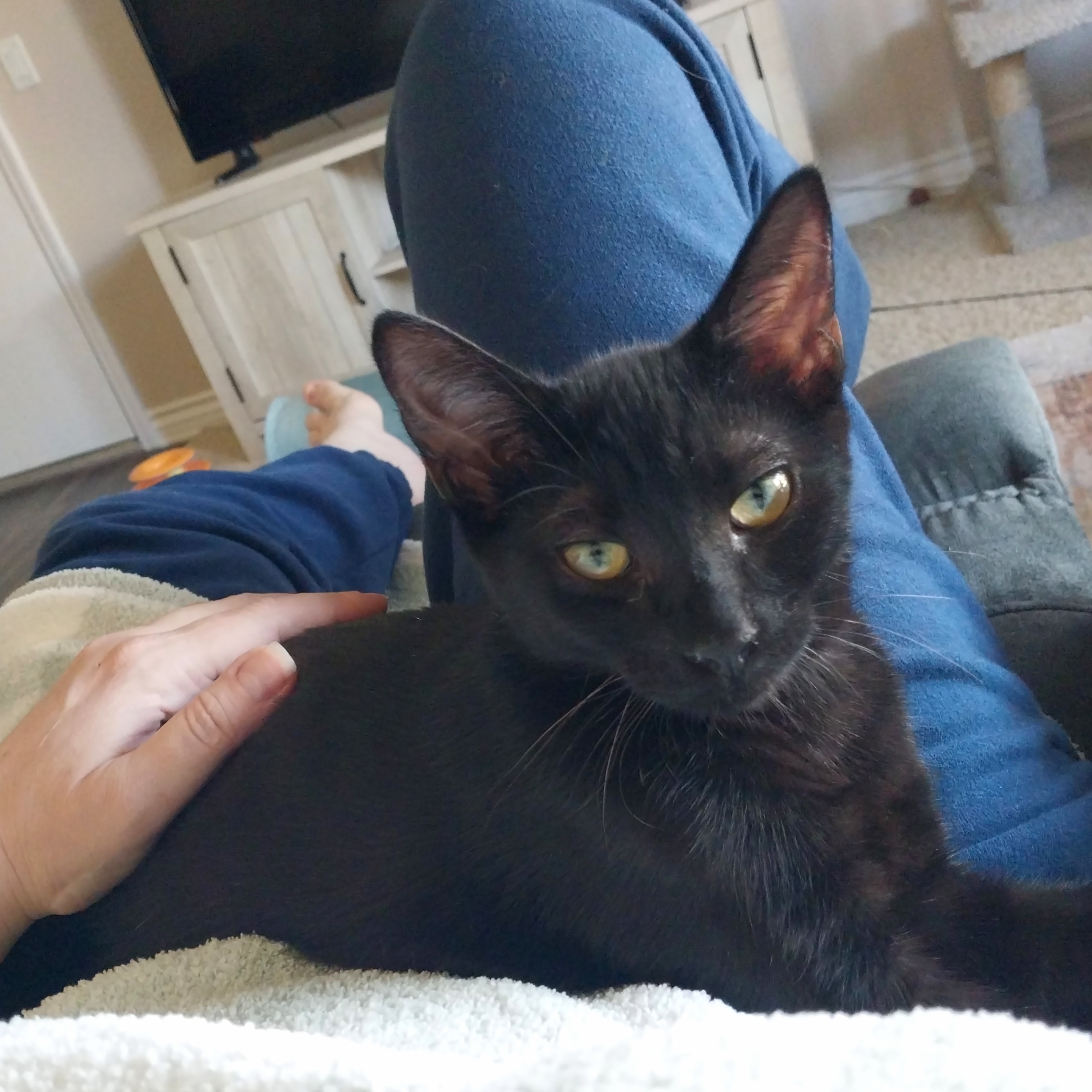 Cat for adoption Leo, a Domestic Short Hair & Bombay Mix in