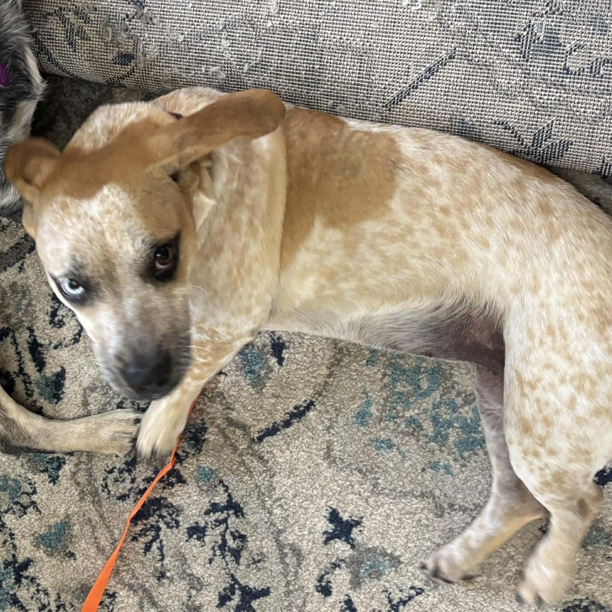 Enlarge Catherine the Great, an adoption pending mixed breed in Yukon, OK image 1/4