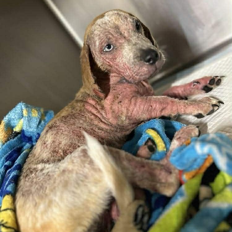 Enlarge Catherine the Great, an adoption pending mixed breed in Yukon, OK image 3/4