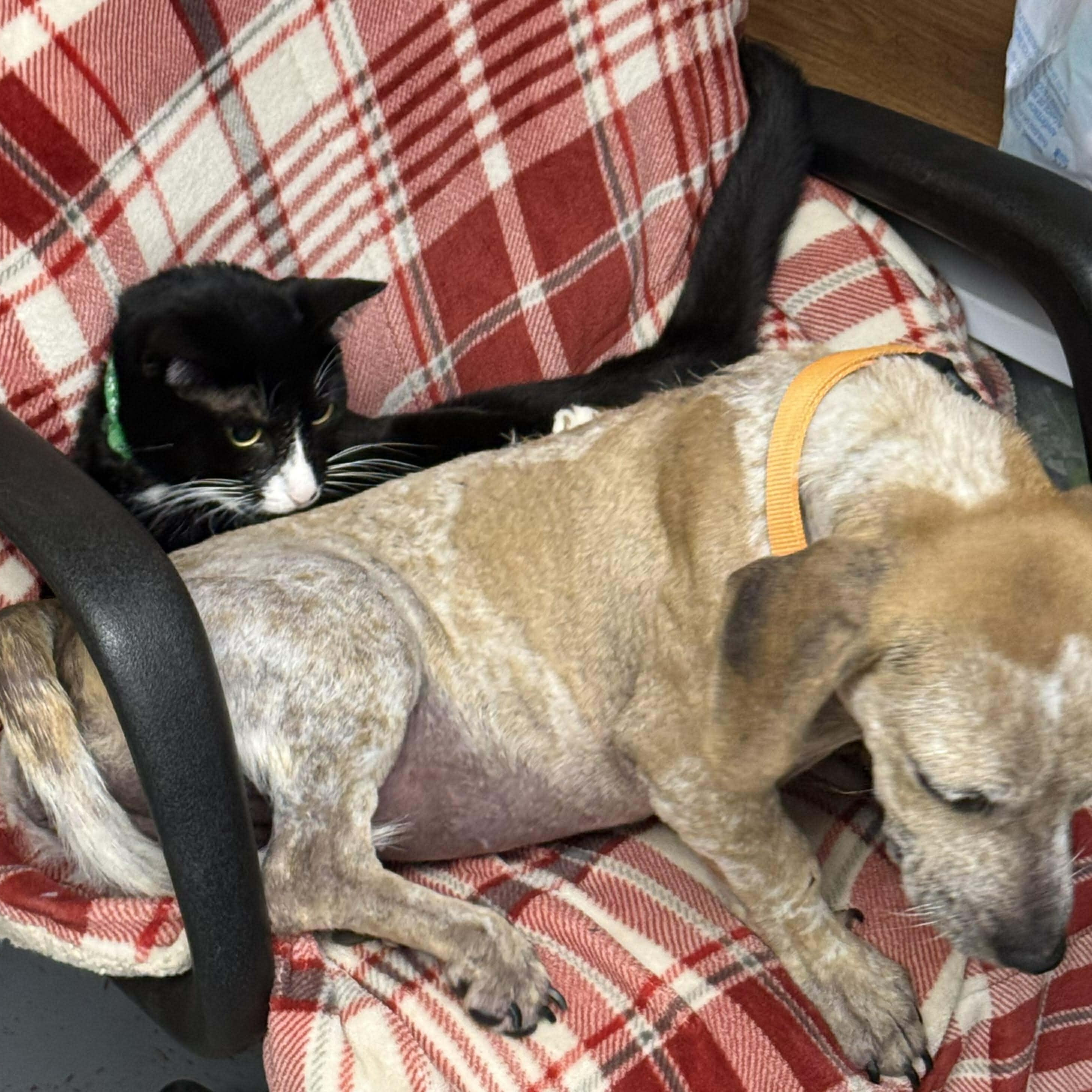 Enlarge Catherine the Great, an adoption pending mixed breed in Yukon, OK image 2/4