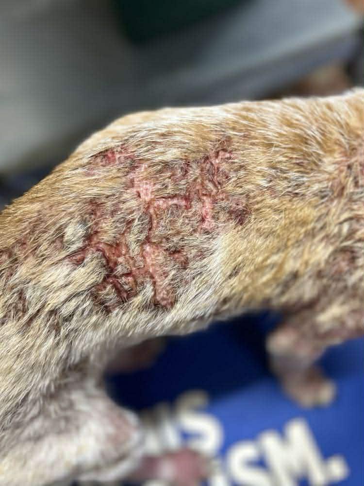 Enlarge Catherine the Great, an adoption pending mixed breed in Yukon, OK image 4/4