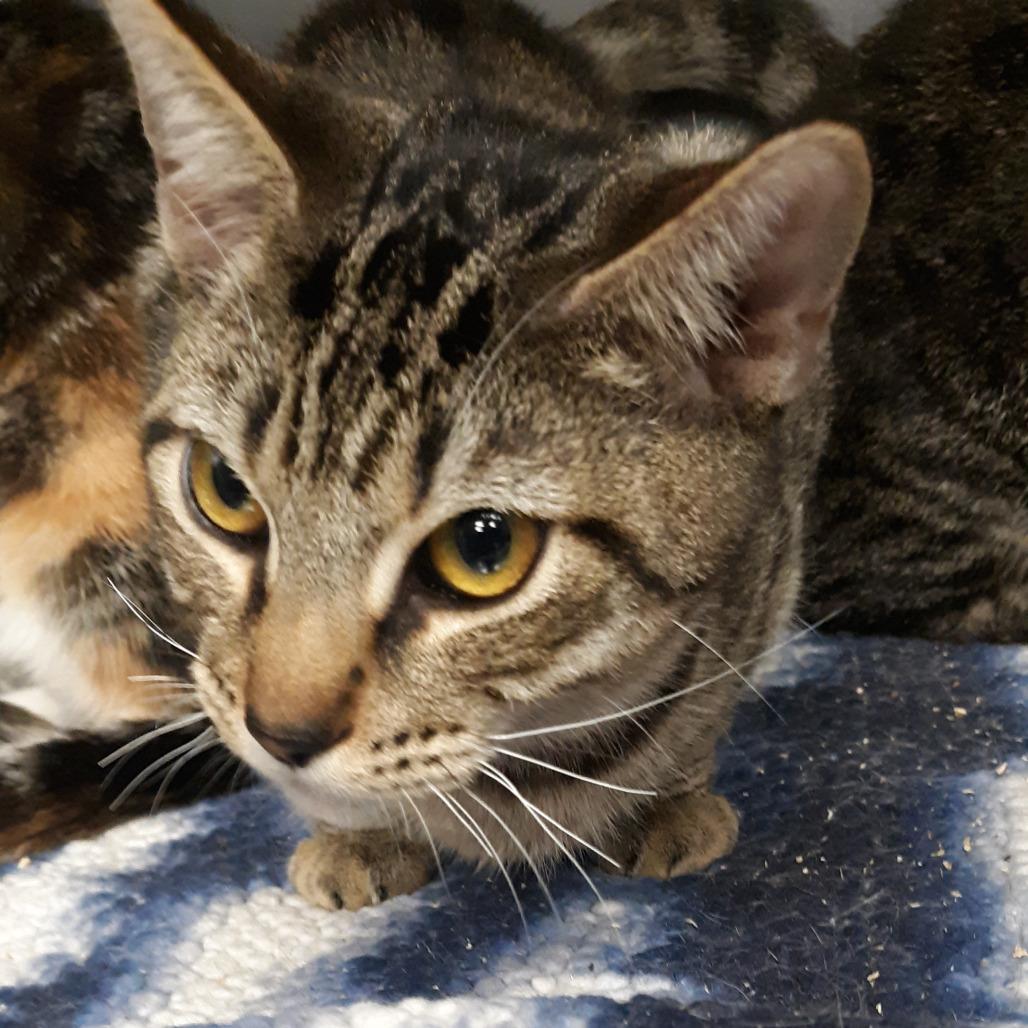 Enlarge Gremlin, a Adoptable Domestic Short Hair in Spokane, WA image 1/1