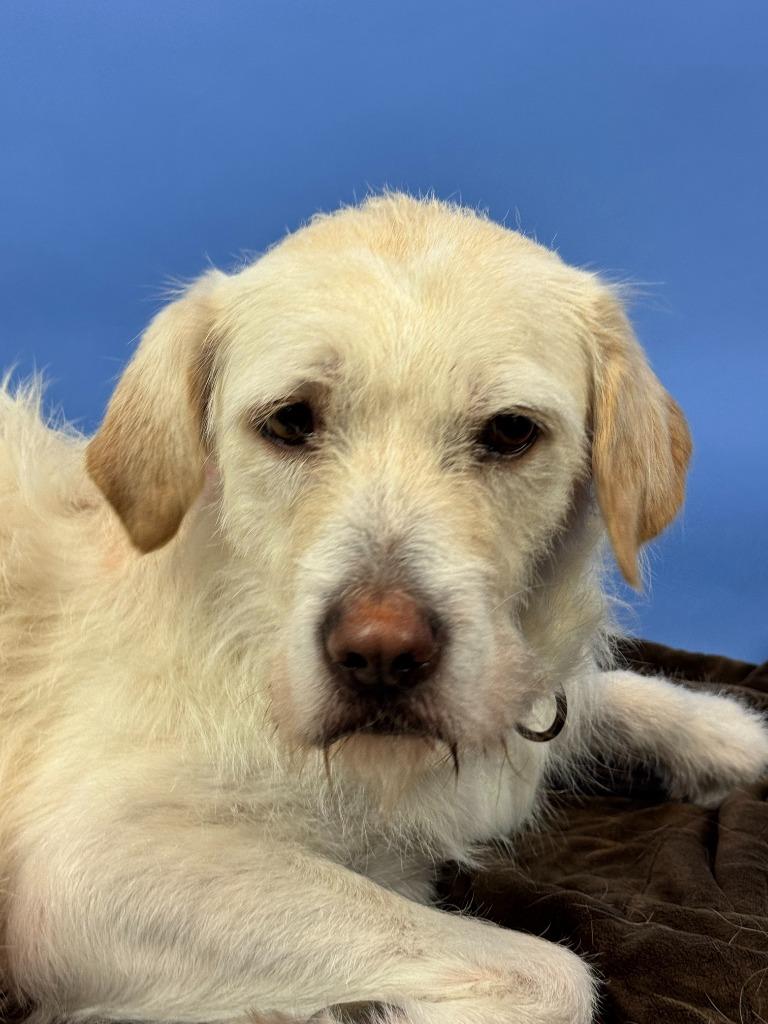 Luna, Adoptable, Adult Female Labrador Retriever & Poodle.