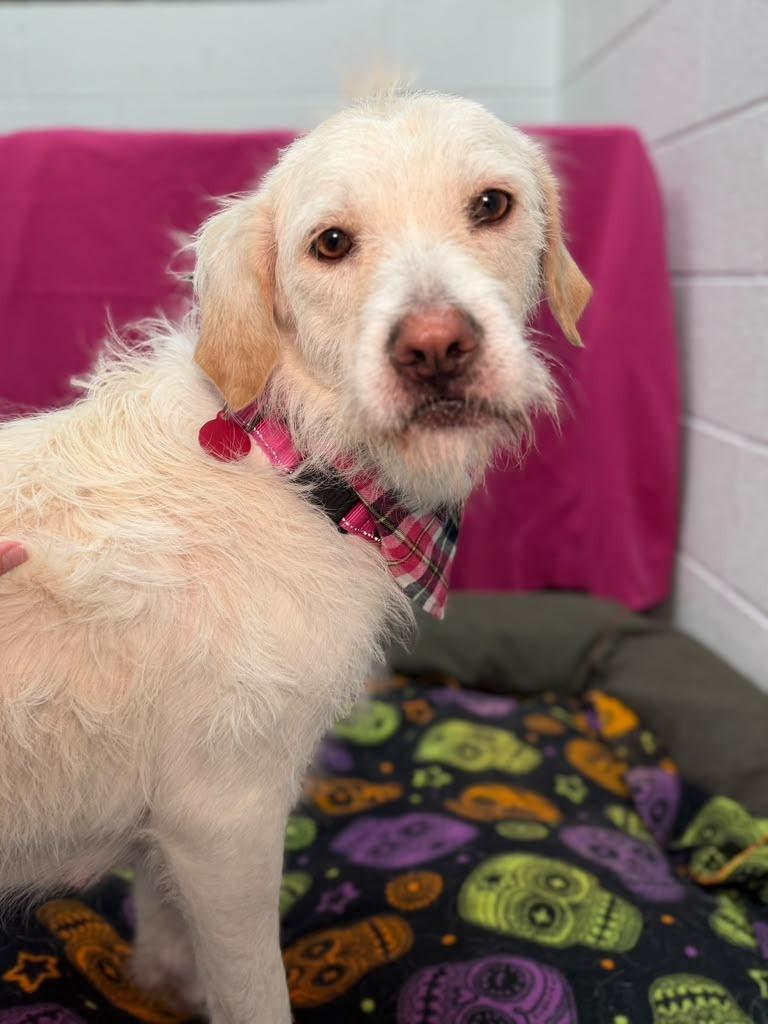 Enlarge Luna, a Adoptable mixed breed in Phoenix, AZ image 3/6