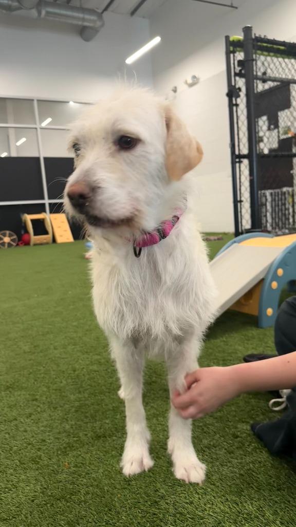Enlarge Luna, a Adoptable mixed breed in Phoenix, AZ image 5/6