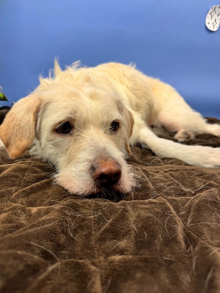 Enlarge Luna, a Adoptable mixed breed in Phoenix, AZ image 6/6