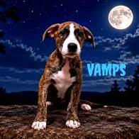 Vamps, Adoptable, Puppy Male Mixed Breed.