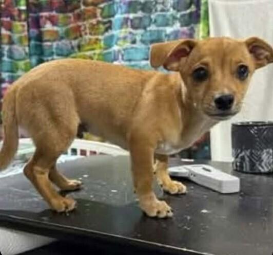 Rook, Adoptable, Puppy Male Chihuahua.
