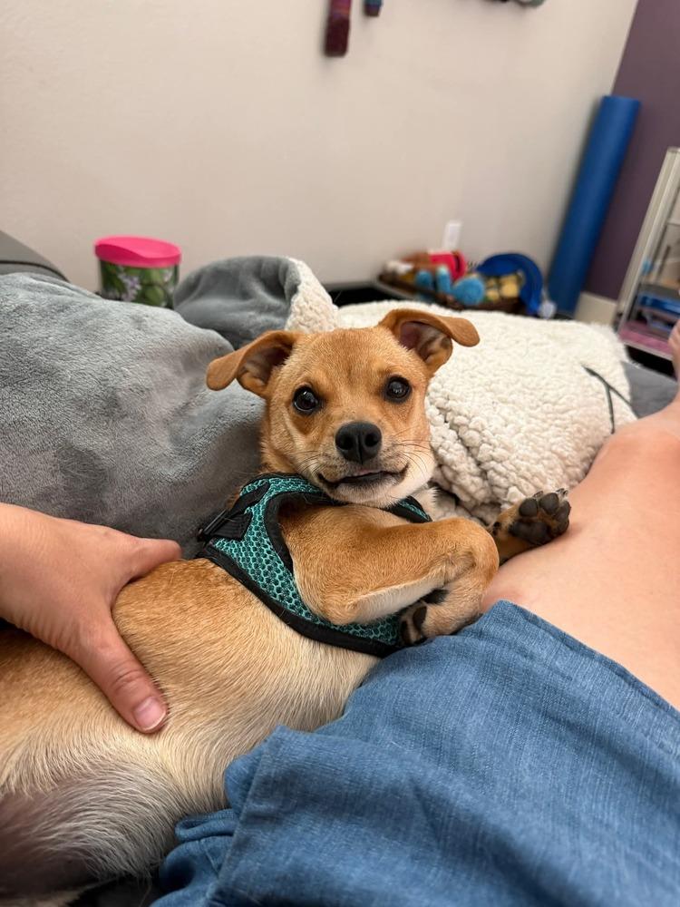 Rook, a Adoptable mixed breed in Parker, CO image 2/3