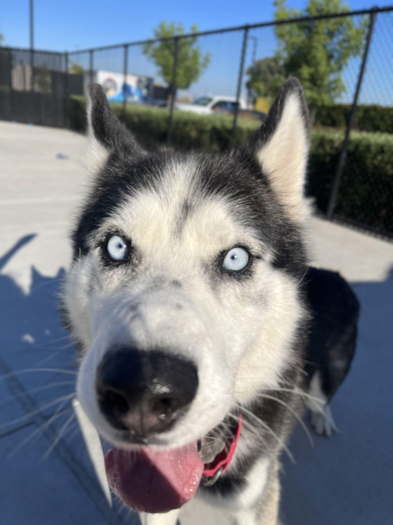 Charles, Adoptable, Adult Male Siberian Husky.