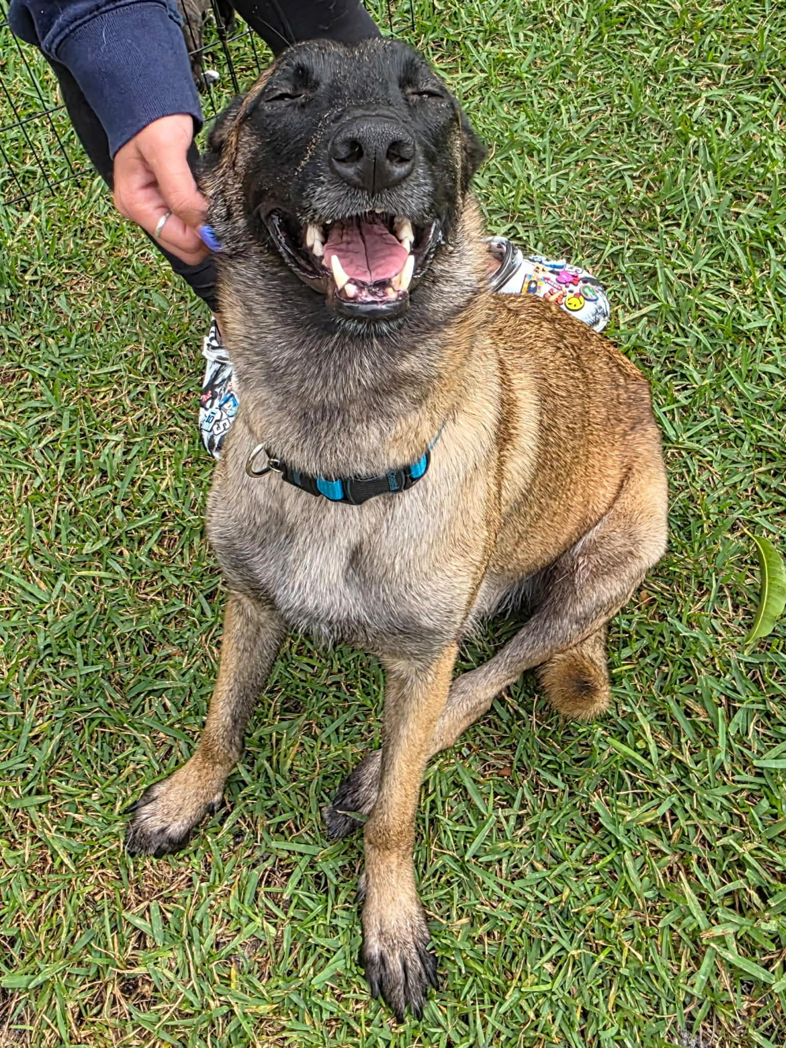 Enlarge Mali 3162, a Adoptable Belgian Shepherd / Malinois in Pompano Beach, FL image 1/3