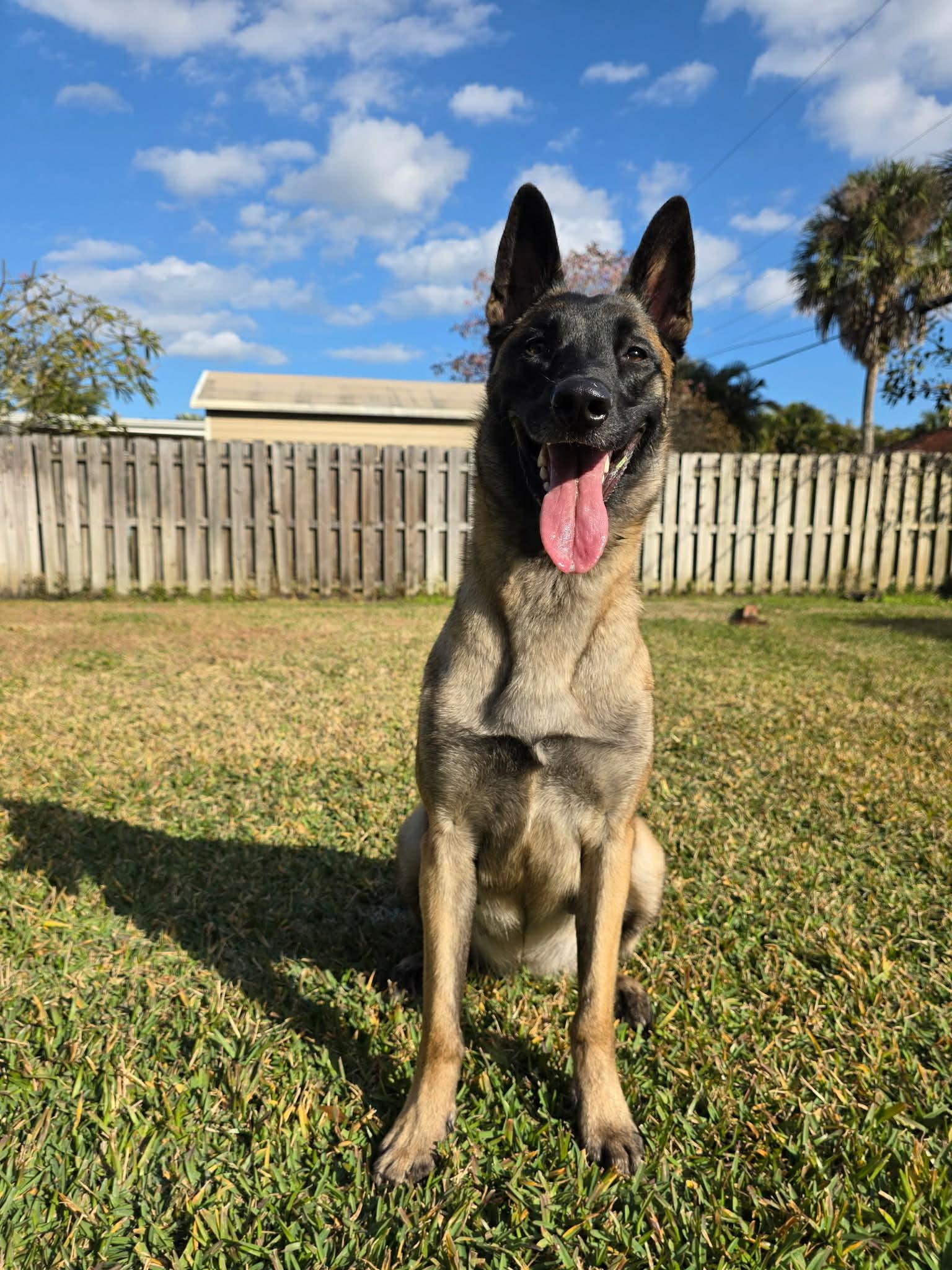 Enlarge Mali 3162, a Adoptable Belgian Shepherd / Malinois in Pompano Beach, FL image 2/3