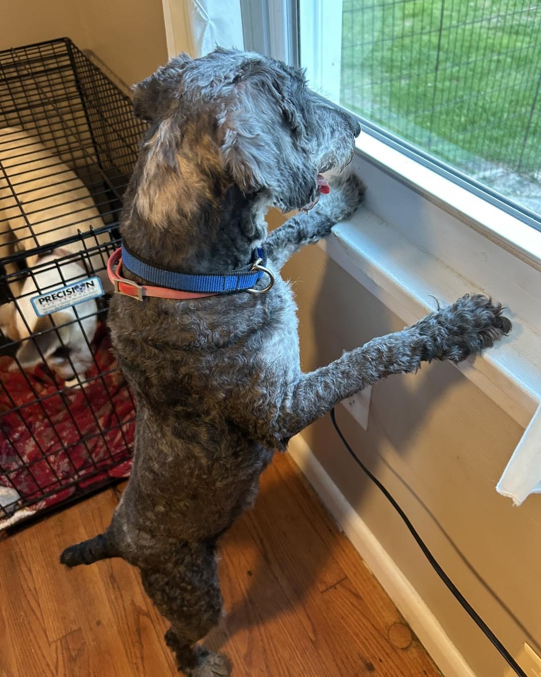 Merlin, a ADOPTABLE mixed breed in Winsted, CT image 3/3