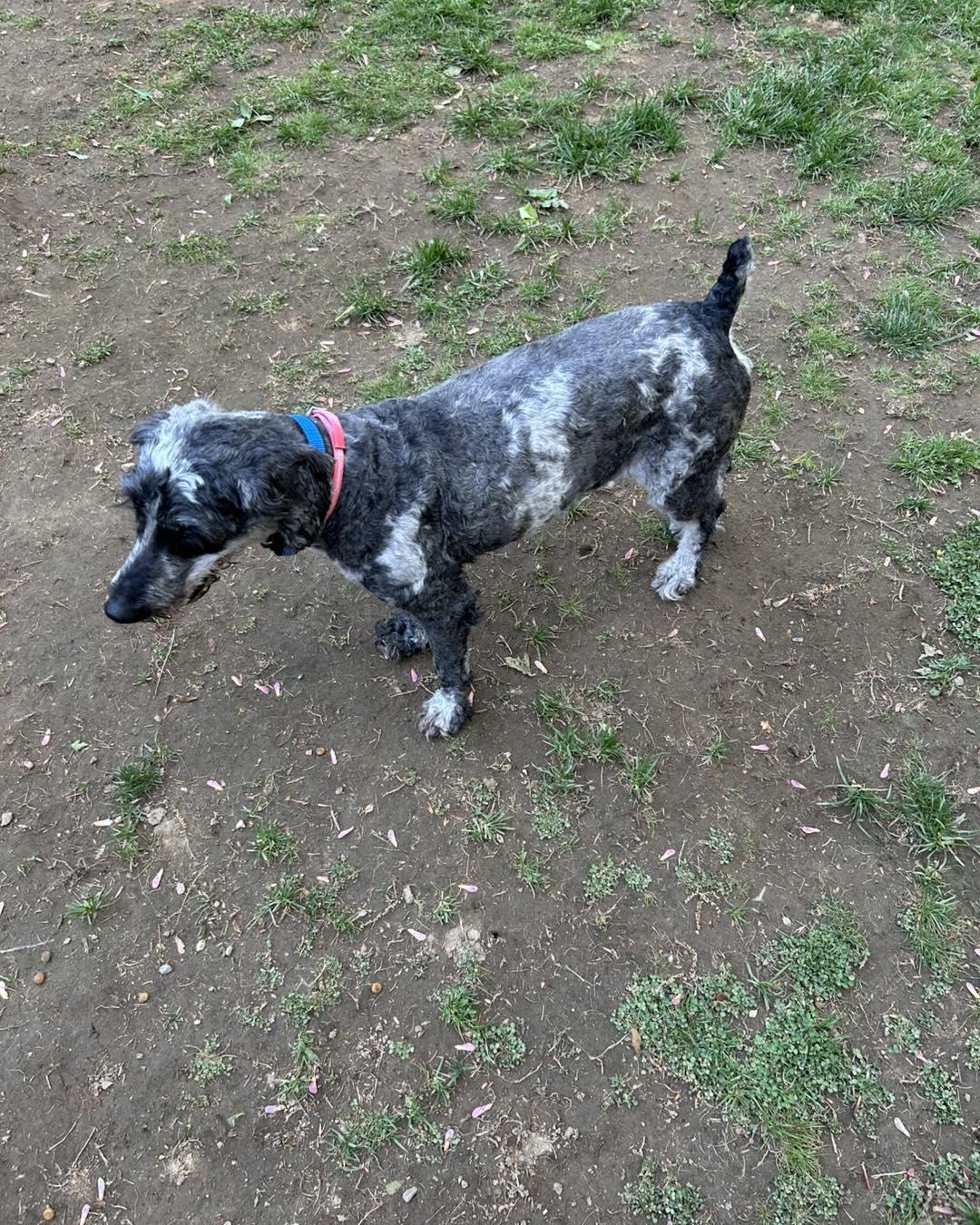 Merlin, a ADOPTABLE mixed breed in Winsted, CT image 2/3