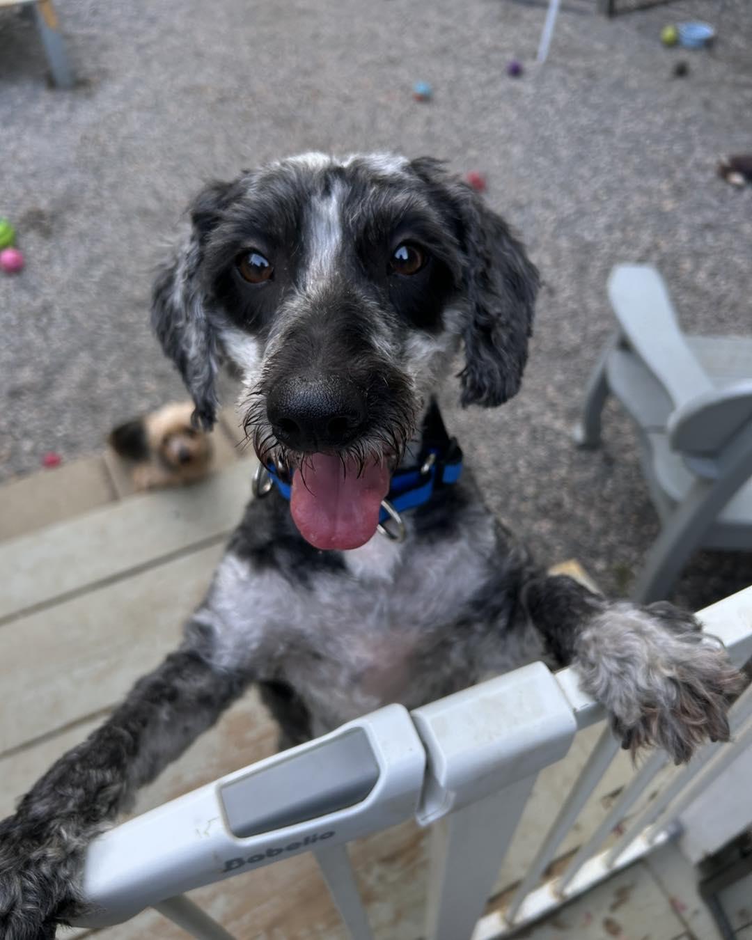 Merlin, ADOPTABLE, Adult Male Miniature Poodle.