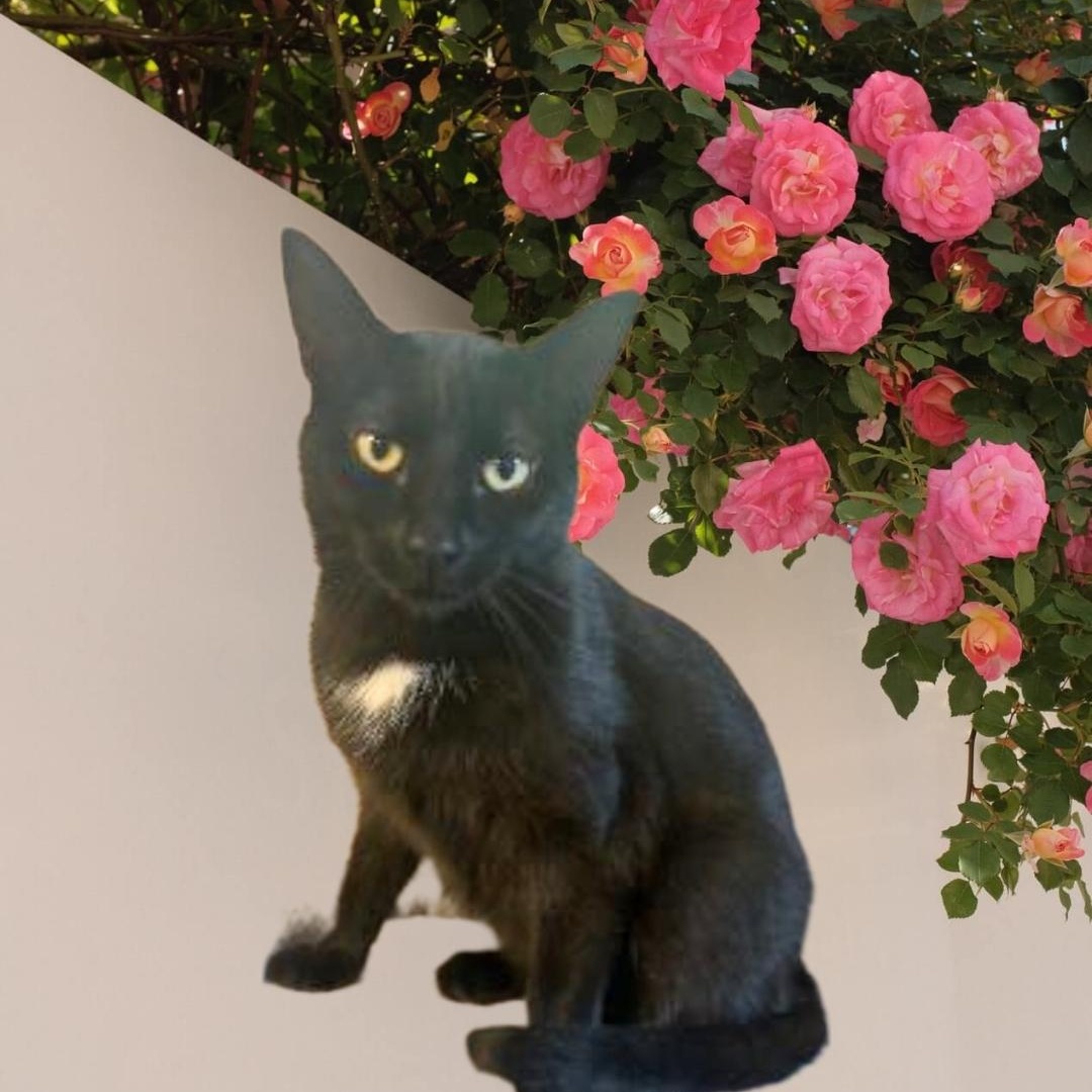 MEET MINNIE ... I BE YOUR FUR BABY ? 1 YR. Old Hi MY NAME IS MINNIE & I NEED A FAMILY OF MY VERY OWN