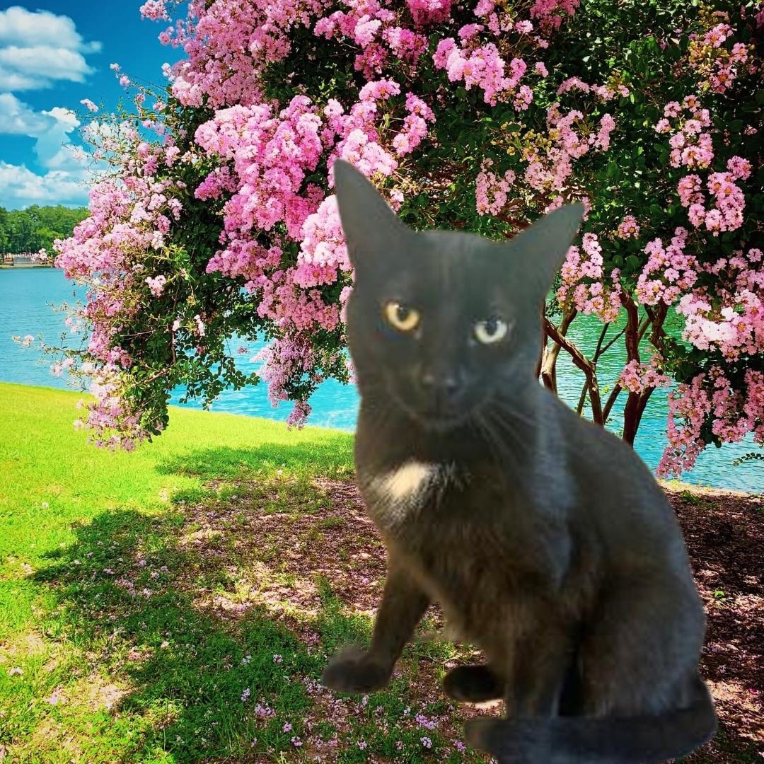 MEET MINNIE ... I BE YOUR FUR BABY ? 1 YR. Old Hi MY NAME IS MINNIE & I NEED A FAMILY OF MY VERY OWN