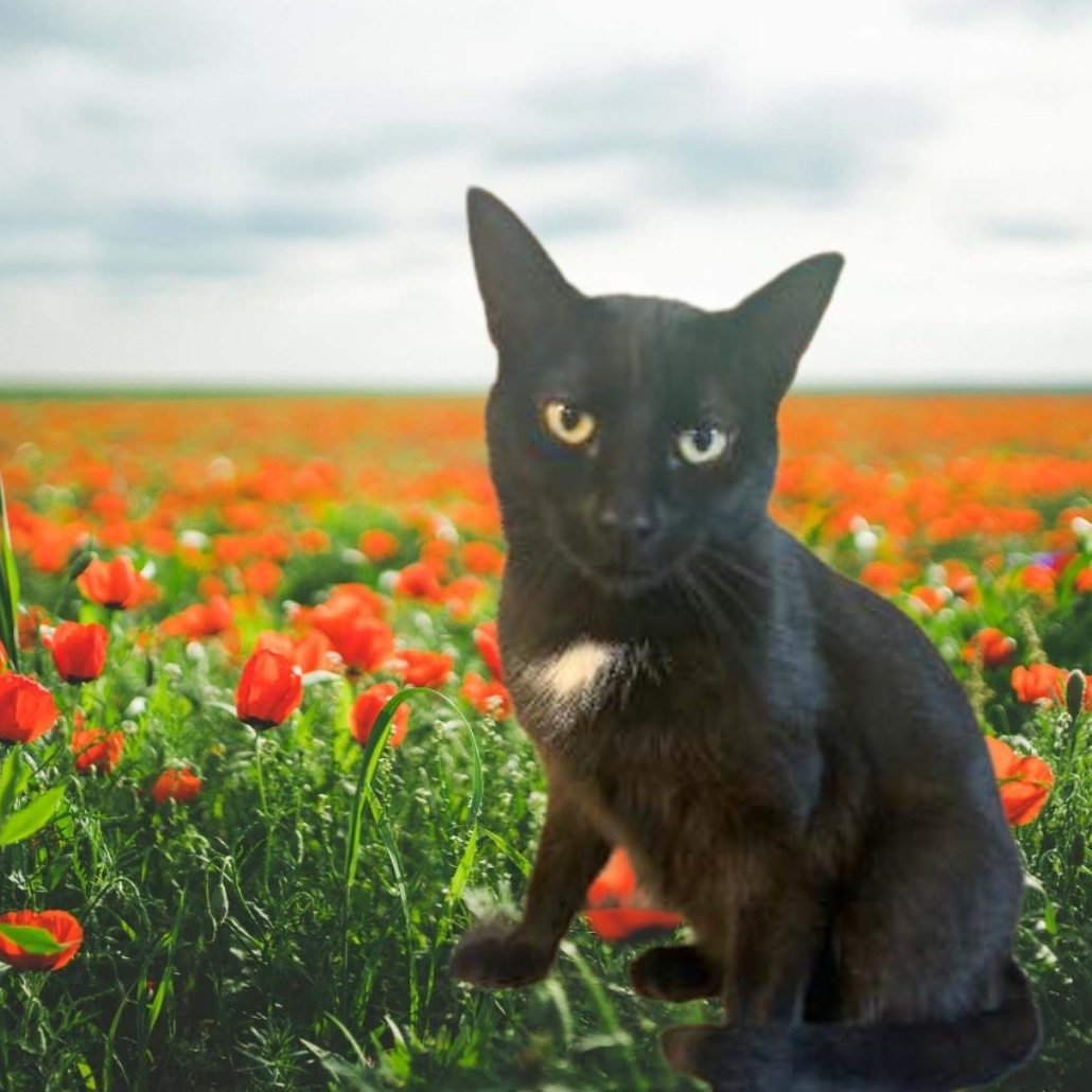 Enlarge MEET MINNIE ... I BE YOUR FUR BABY ? 1 YR. Old Hi MY NAME IS MINNIE & I NEED A FAMILY OF MY VERY OWN, a Adopted mixed breed in London, ON image 1/1