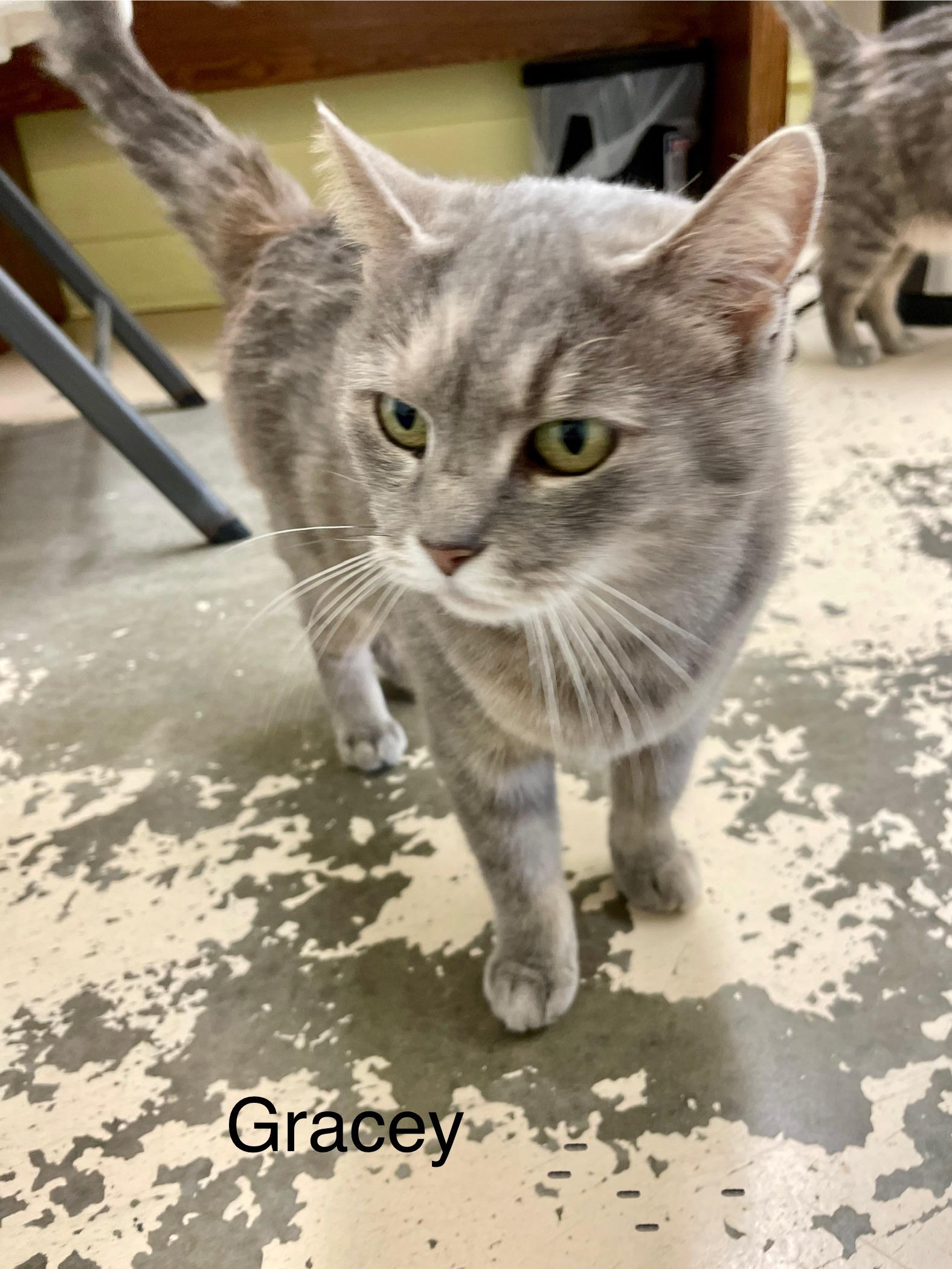 Enlarge Gracie, a Adoptable mixed breed in Crossville, TN image 1/1