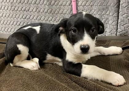 Woah Nelly, Adoptable, Puppy Female Mixed Breed & Mixed Breed.