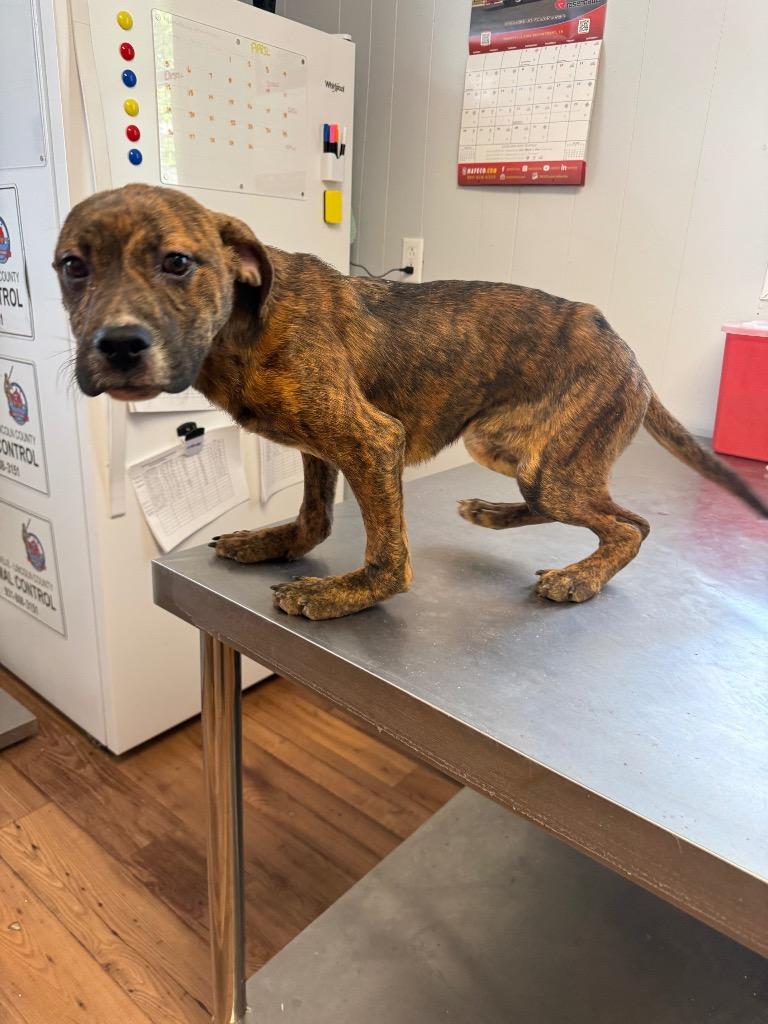 Pepper Jack, Adoptable, Puppy Male Staffordshire Bull Terrier & Catahoula Leopard Dog.