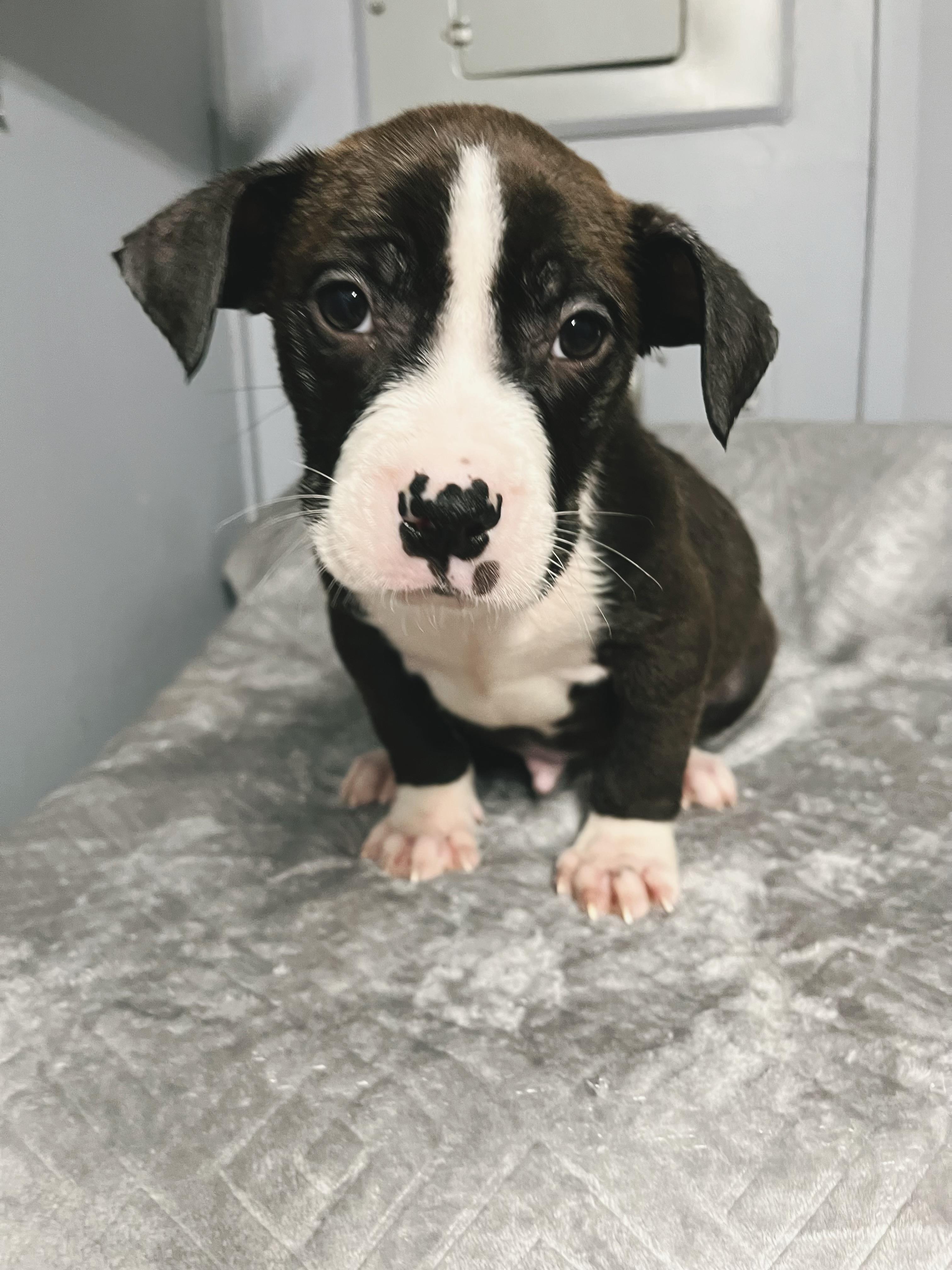 Ray, Adoptable, Puppy Female American Staffordshire Terrier.