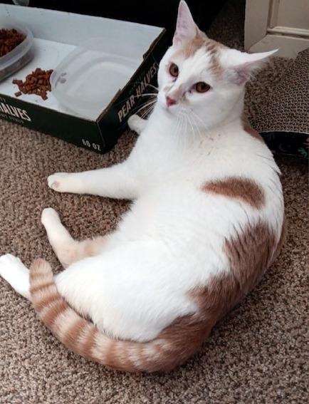ZIGGY - meet this handsome boy, adoptable, Young Male Domestic Short Hair.