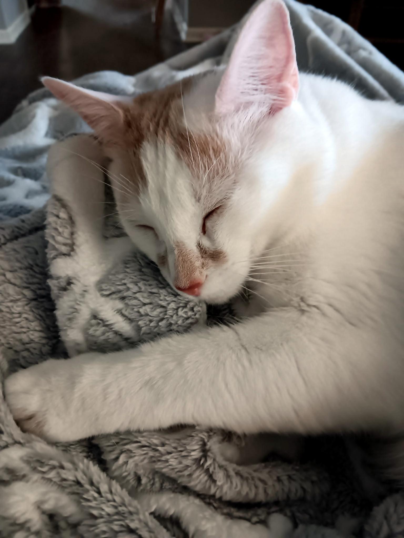 ZIGGY - handsome boy, adoptable, Young Male Domestic Short Hair.