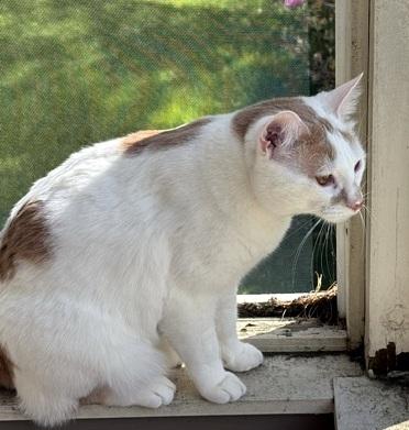 ZIGGY - meet this handsome boy, an adoptable mixed breed in Stafford Springs, CT image 3/6