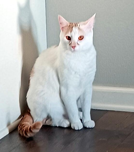 ZIGGY - handsome boy, adoptable, Young Male Domestic Short Hair.