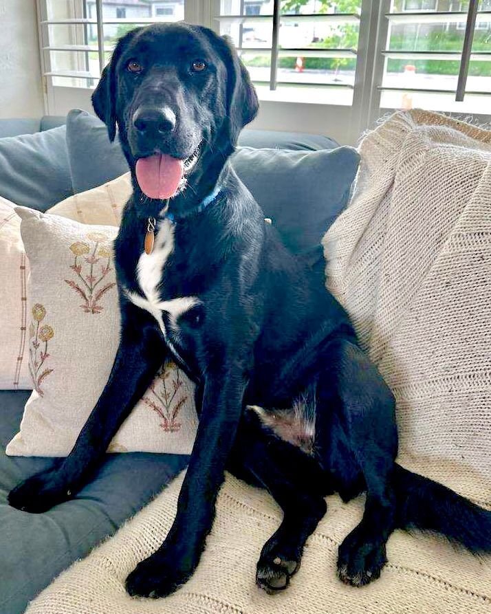 Worthy, Adult Male Labrador Retriever