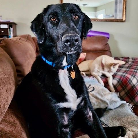 Enlarge Worthy, a Adoptable mixed breed in Denver, CO image 7/7