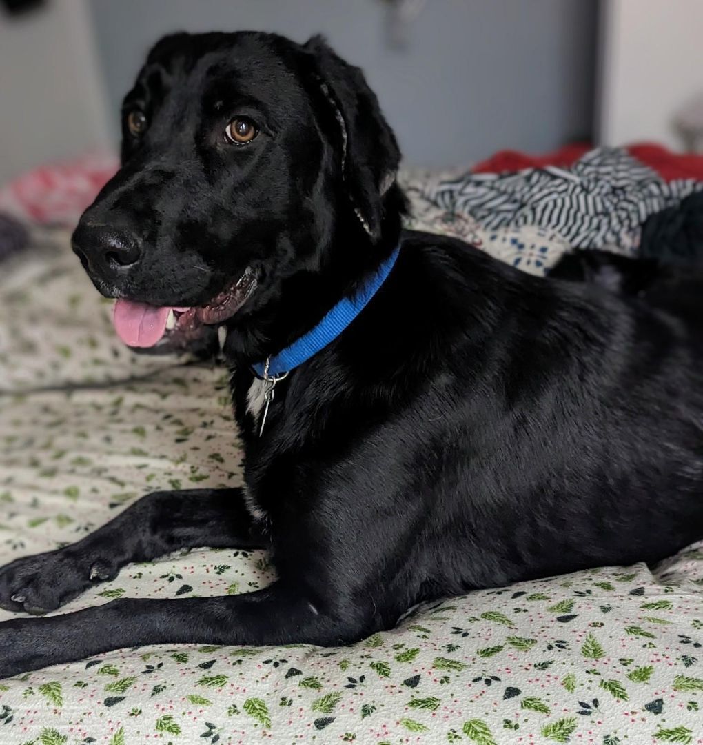 Worthy, a Adoptable mixed breed in Denver, CO image 1/7