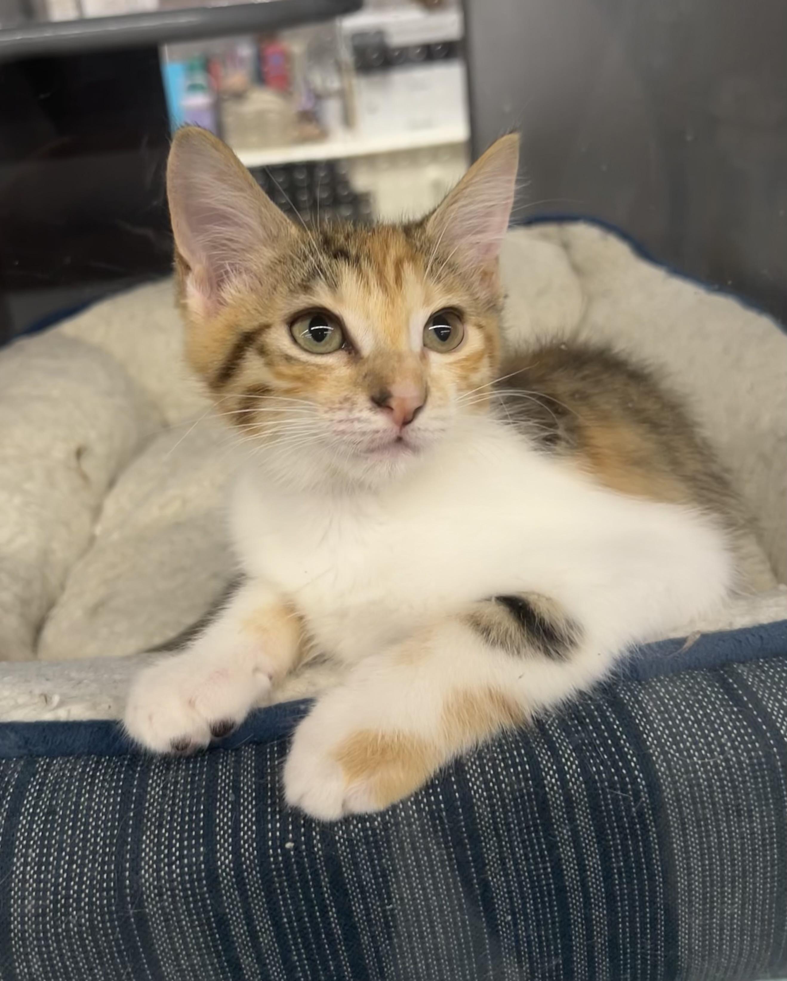 Vail - Riley Fuzzel Petsmart