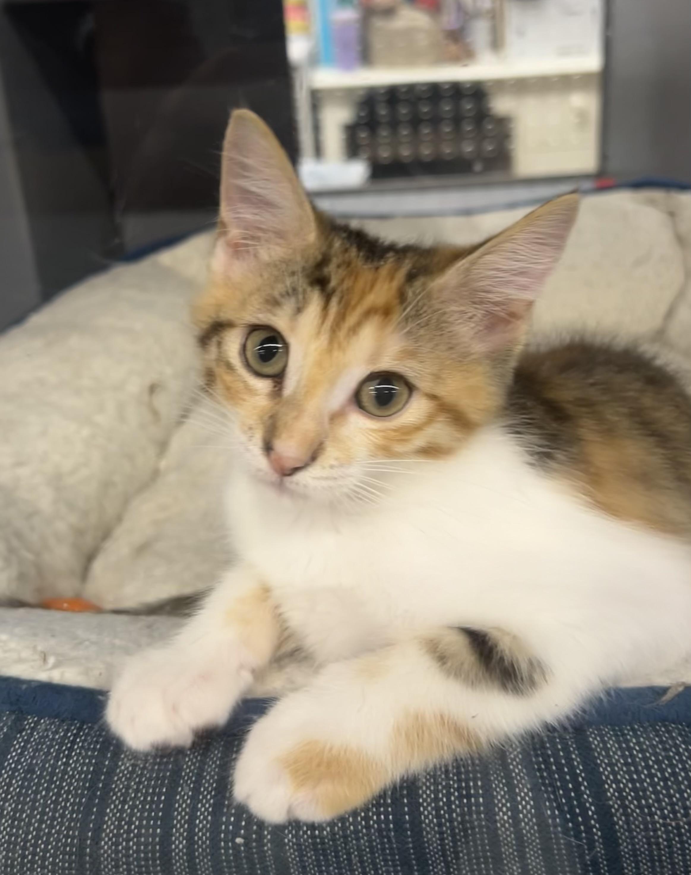 Vail - Riley Fuzzel Petsmart