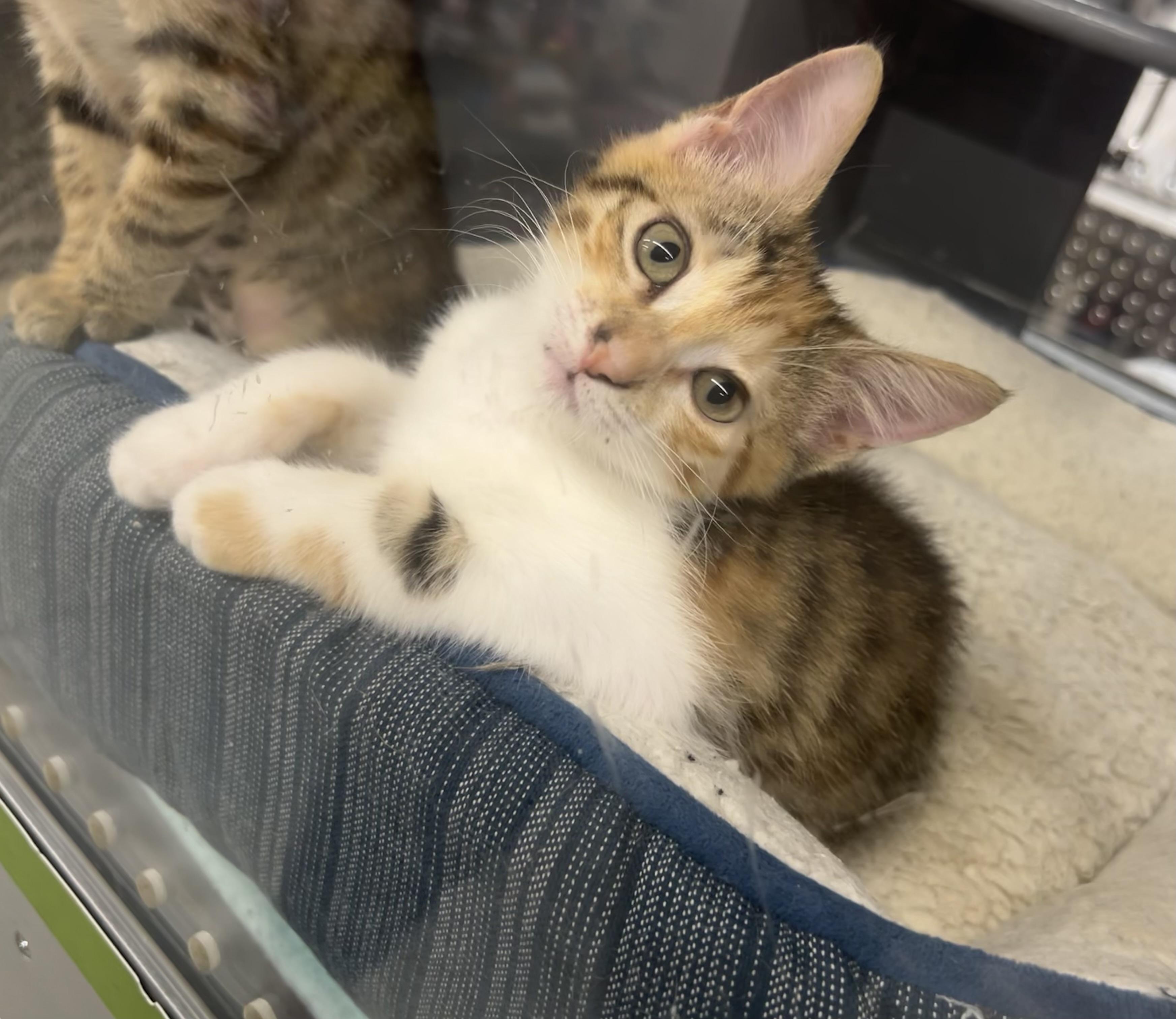 Vail - Riley Fuzzel Petsmart