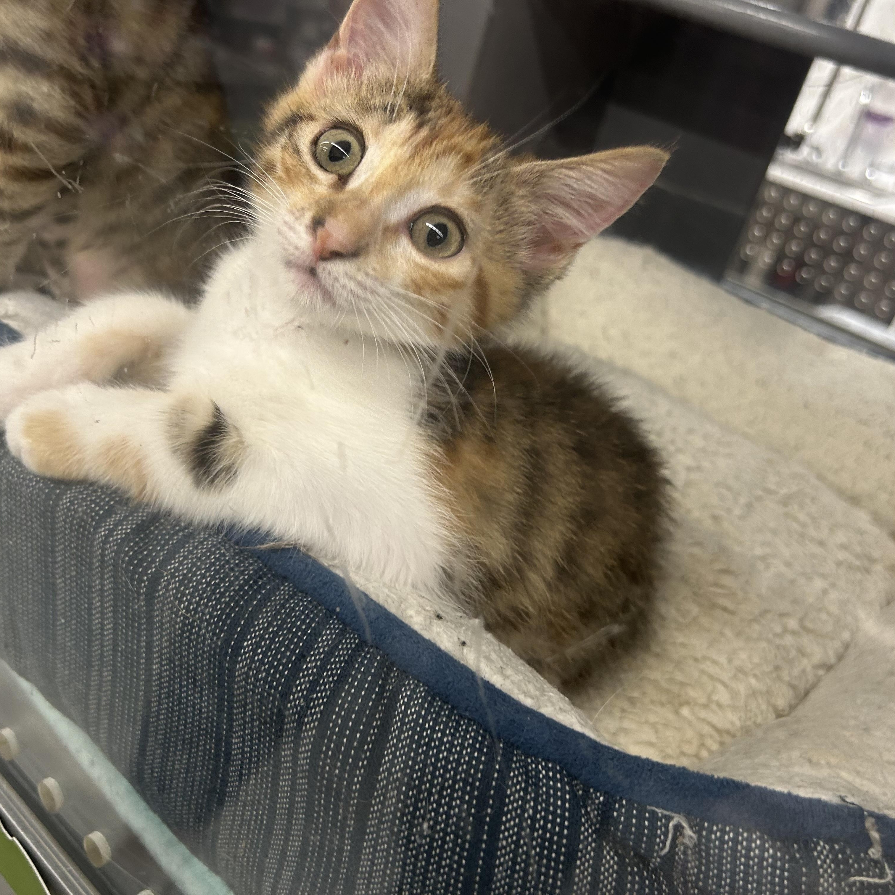 Vail - Riley Fuzzel Petsmart