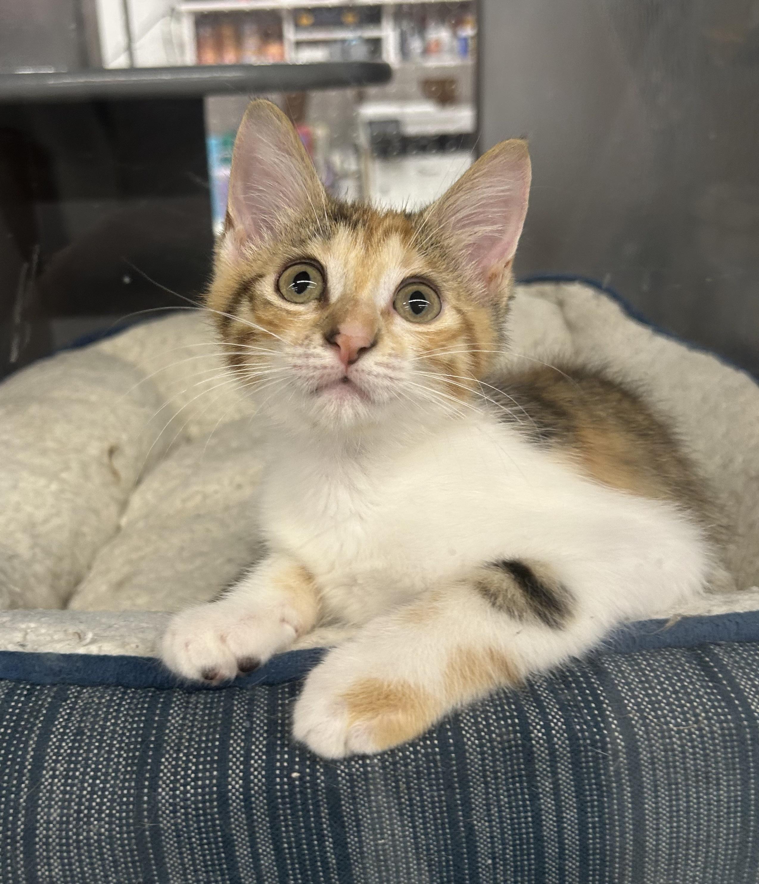 Vail - Riley Fuzzel Petsmart