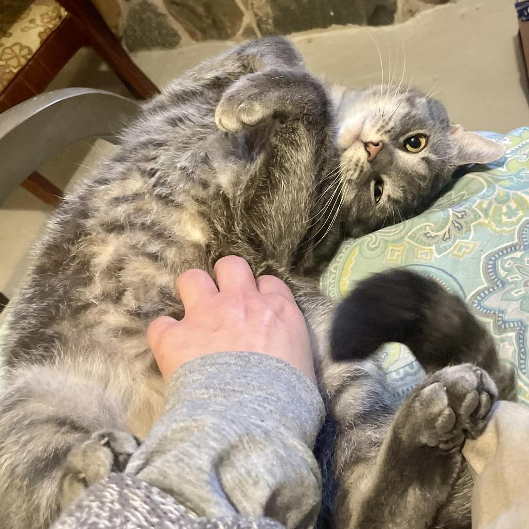 Enlarge 54439 Indy Been Streetin (FIV+), a Adoptable Domestic Short Hair in Lansing, MI image 1/5