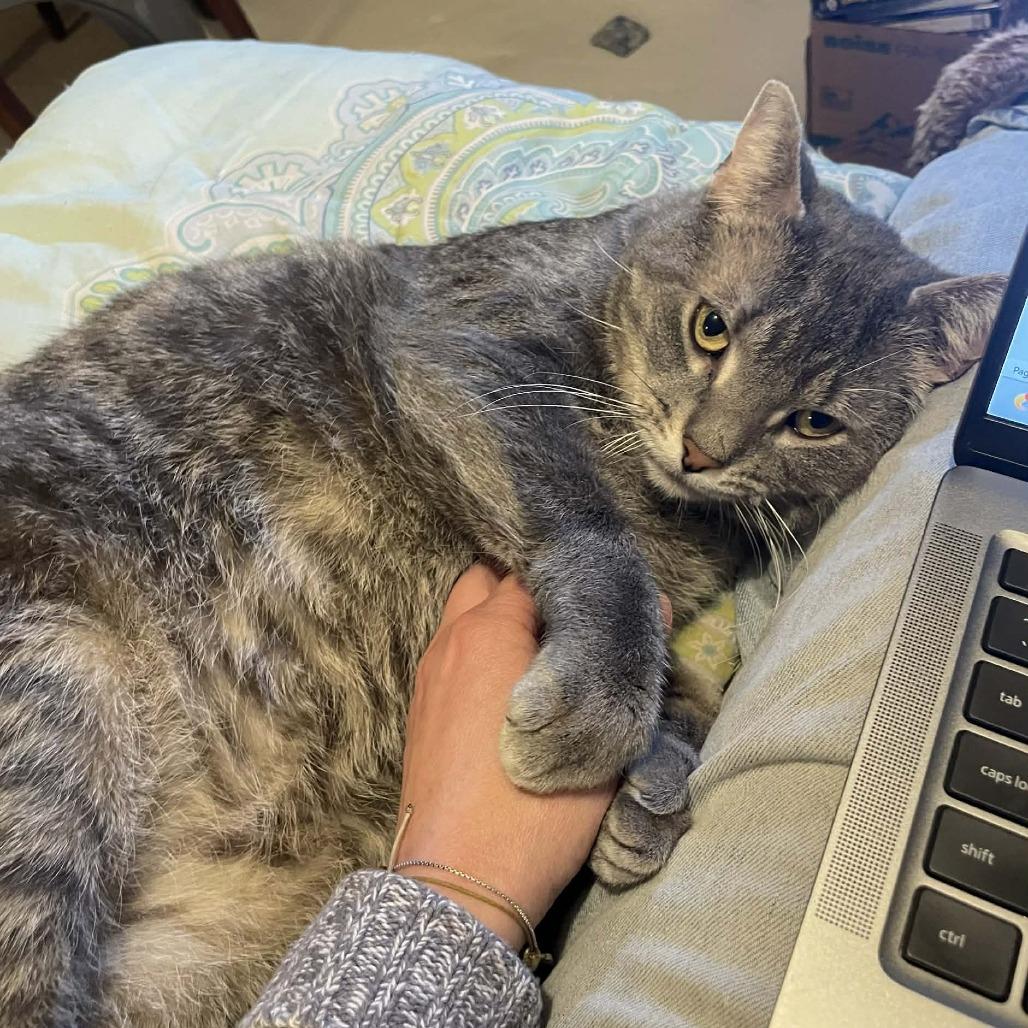 Enlarge 54439 Indy Been Streetin (FIV+), a Adoptable Domestic Short Hair in Lansing, MI image 2/5