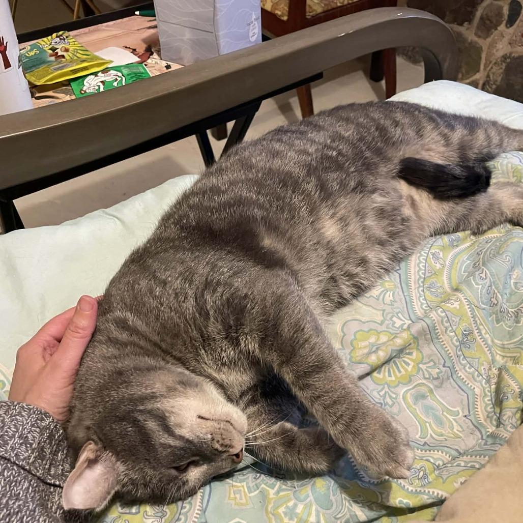 Enlarge 54439 Indy Been Streetin (FIV+), a Adoptable Domestic Short Hair in Lansing, MI image 3/5