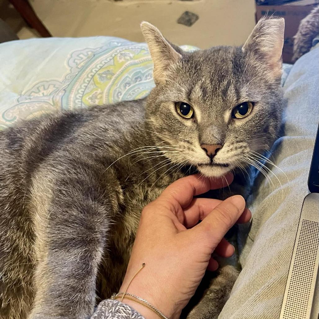 Enlarge 54439 Indy Been Streetin (FIV+), a Adoptable Domestic Short Hair in Lansing, MI image 4/5