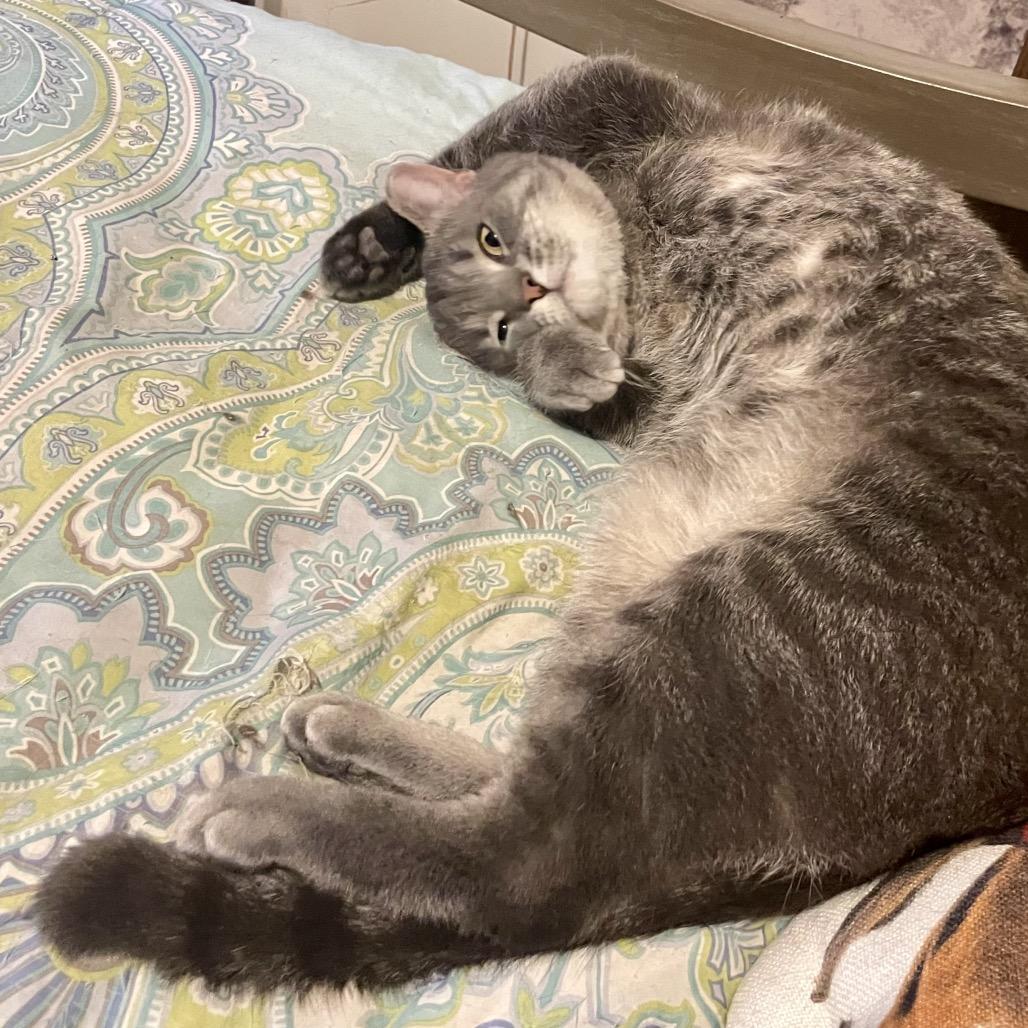 Enlarge 54439 Indy Been Streetin (FIV+), a Adoptable Domestic Short Hair in Lansing, MI image 5/5