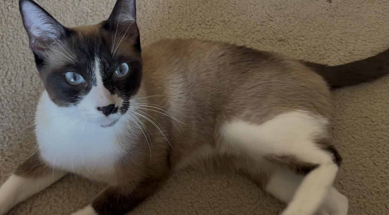 Bandit, ADOPTABLE, Adult Male Snowshoe & Domestic Short Hair.