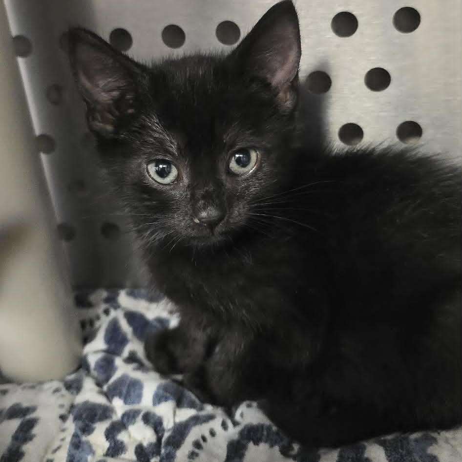 Kip, Adoptable, Kitten Male Domestic Short Hair.
