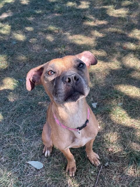 BELLE, Adoptable, Adult Female Boxer & Mixed Breed.