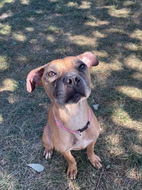 BELLE, Adoptable, Adult Female Boxer & Mixed Breed.