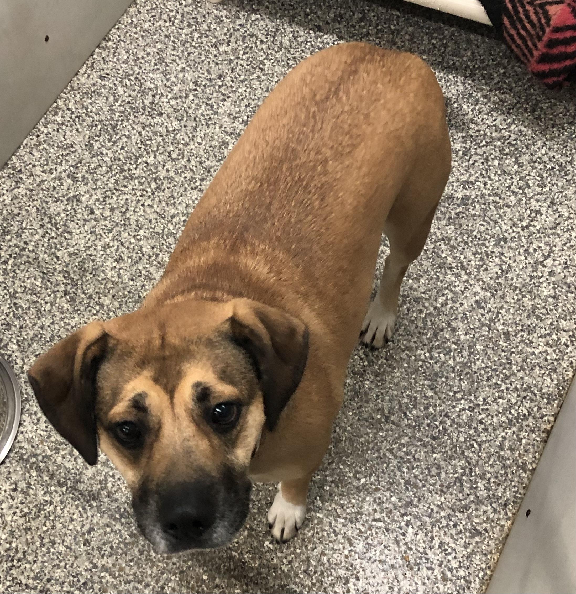 Enlarge Daisy, an adoptable Shepherd in Parma, OH image 1/1