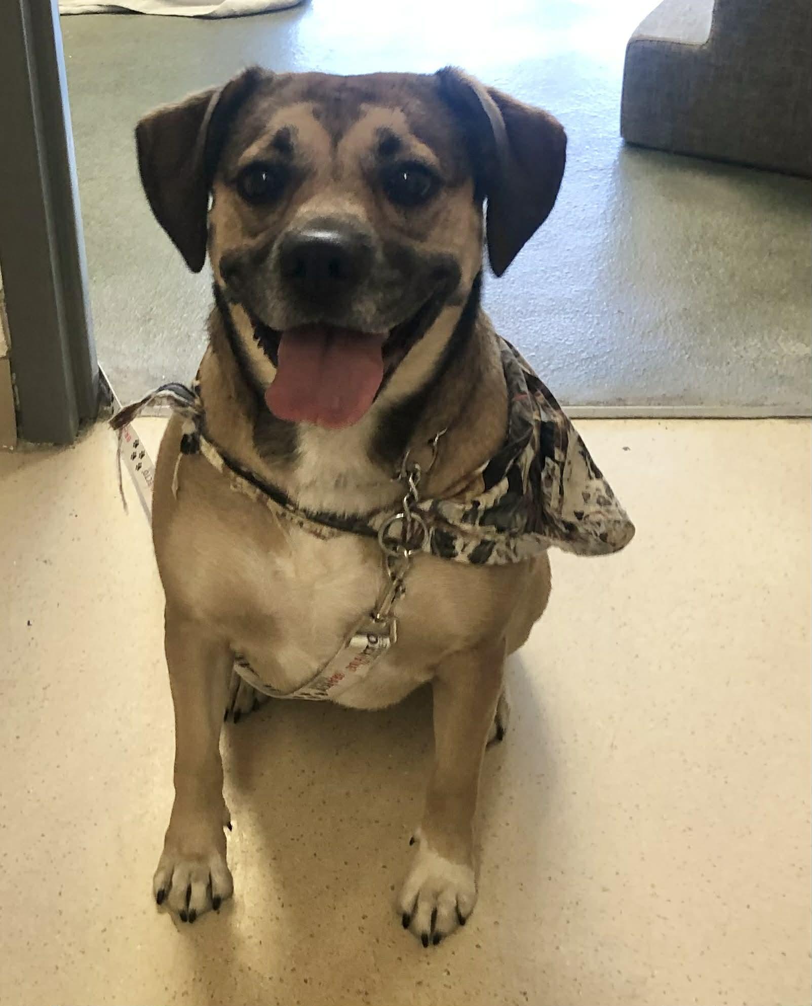 Enlarge Daisy, an adopted mixed breed in Parma, OH image 1/2