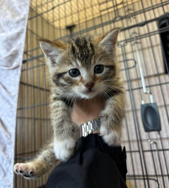 Jeri, Adopted, Young Female Domestic Short Hair.